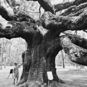 Visiting Angel Oak Tree, Johns Island, SC